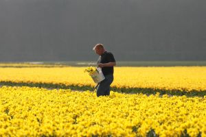 24-04-2006 LANDBOUW: EGMOND A.D.HOEF DE NARCISSEN WORDEN GECONTROLEERD OP VIRUS ZIEKTES. Erik controleerd dagelijks zijn Narcissen op afwijkende kleuren aan het blad en steel waar hij aan kan zien of deze besmet zijn met een virus. Met een speciaal mesje haalt hij de Narcis met bol uit de grond en deze word dan vernietigd. Zijn buurman haalt tegenwoordig de koppen van zijn tulpen af met een machine, dit scheelt ontzettend veel tijd en energie.
foto: Albert den Iseger
