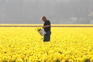 24-04-2006 LANDBOUW: EGMOND A.D.HOEF DE NARCISSEN WORDEN GECONTROLEERD OP VIRUS ZIEKTES. Erik controleerd dagelijks zijn Narcissen op afwijkende kleuren aan het blad en steel waar hij aan kan zien of deze besmet zijn met een virus. Met een speciaal mesje haalt hij de Narcis met bol uit de grond en deze word dan vernietigd. Zijn buurman haalt tegenwoordig de koppen van zijn tulpen af met een machine, dit scheelt ontzettend veel tijd en energie.
foto: Albert den Iseger
