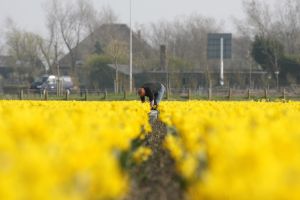 24-04-2006 LANDBOUW: EGMOND A.D.HOEF DE NARCISSEN WORDEN GECONTROLEERD OP VIRUS ZIEKTES. Erik controleerd dagelijks zijn Narcissen op afwijkende kleuren aan het blad en steel waar hij aan kan zien of deze besmet zijn met een virus. Met een speciaal mesje haalt hij de Narcis met bol uit de grond en deze word dan vernietigd. Zijn buurman haalt tegenwoordig de koppen van zijn tulpen af met een machine, dit scheelt ontzettend veel tijd en energie.
foto: Albert den Iseger