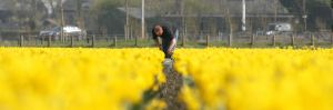 24-04-2006 LANDBOUW: EGMOND A.D.HOEF DE NARCISSEN WORDEN GECONTROLEERD OP VIRUS ZIEKTES. Erik controleerd dagelijks zijn Narcissen op afwijkende kleuren aan het blad en steel waar hij aan kan zien of deze besmet zijn met een virus. Met een speciaal mesje haalt hij de Narcis met bol uit de grond en deze word dan vernietigd. Zijn buurman haalt tegenwoordig de koppen van zijn tulpen af met een machine, dit scheelt ontzettend veel tijd en energie.
foto: Albert den Iseger