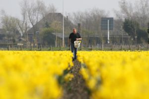 24-04-2006 LANDBOUW: EGMOND A.D.HOEF DE NARCISSEN WORDEN GECONTROLEERD OP VIRUS ZIEKTES. Erik controleerd dagelijks zijn Narcissen op afwijkende kleuren aan het blad en steel waar hij aan kan zien of deze besmet zijn met een virus. Met een speciaal mesje haalt hij de Narcis met bol uit de grond en deze word dan vernietigd. Zijn buurman haalt tegenwoordig de koppen van zijn tulpen af met een machine, dit scheelt ontzettend veel tijd en energie.
foto: Albert den Iseger