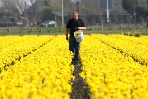 24-04-2006 LANDBOUW: EGMOND A.D.HOEF DE NARCISSEN WORDEN GECONTROLEERD OP VIRUS ZIEKTES. Erik controleerd dagelijks zijn Narcissen op afwijkende kleuren aan het blad en steel waar hij aan kan zien of deze besmet zijn met een virus. Met een speciaal mesje haalt hij de Narcis met bol uit de grond en deze word dan vernietigd. Zijn buurman haalt tegenwoordig de koppen van zijn tulpen af met een machine, dit scheelt ontzettend veel tijd en energie.
foto: Albert den Iseger