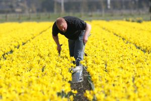 24-04-2006 LANDBOUW: EGMOND A.D.HOEF DE NARCISSEN WORDEN GECONTROLEERD OP VIRUS ZIEKTES. Erik controleerd dagelijks zijn Narcissen op afwijkende kleuren aan het blad en steel waar hij aan kan zien of deze besmet zijn met een virus. Met een speciaal mesje haalt hij de Narcis met bol uit de grond en deze word dan vernietigd. Zijn buurman haalt tegenwoordig de koppen van zijn tulpen af met een machine, dit scheelt ontzettend veel tijd en energie.
foto: Albert den Iseger