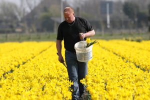 24-04-2006 LANDBOUW: EGMOND A.D.HOEF DE NARCISSEN WORDEN GECONTROLEERD OP VIRUS ZIEKTES. Erik controleerd dagelijks zijn Narcissen op afwijkende kleuren aan het blad en steel waar hij aan kan zien of deze besmet zijn met een virus. Met een speciaal mesje haalt hij de Narcis met bol uit de grond en deze word dan vernietigd. Zijn buurman haalt tegenwoordig de koppen van zijn tulpen af met een machine, dit scheelt ontzettend veel tijd en energie.
foto: Albert den Iseger