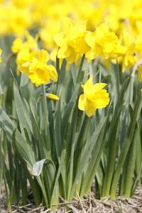 24-04-2006 LANDBOUW: EGMOND A.D.HOEF DE NARCISSEN WORDEN GECONTROLEERD OP VIRUS ZIEKTES. Erik controleerd dagelijks zijn Narcissen op afwijkende kleuren aan het blad en steel waar hij aan kan zien of deze besmet zijn met een virus. Met een speciaal mesje haalt hij de Narcis met bol uit de grond en deze word dan vernietigd. Zijn buurman haalt tegenwoordig de koppen van zijn tulpen af met een machine, dit scheelt ontzettend veel tijd en energie.
foto: Albert den Iseger