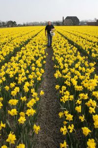 24-04-2006 LANDBOUW: EGMOND A.D.HOEF DE NARCISSEN WORDEN GECONTROLEERD OP VIRUS ZIEKTES. Erik controleerd dagelijks zijn Narcissen op afwijkende kleuren aan het blad en steel waar hij aan kan zien of deze besmet zijn met een virus. Met een speciaal mesje haalt hij de Narcis met bol uit de grond en deze word dan vernietigd. Zijn buurman haalt tegenwoordig de koppen van zijn tulpen af met een machine, dit scheelt ontzettend veel tijd en energie.
foto: Albert den Iseger
