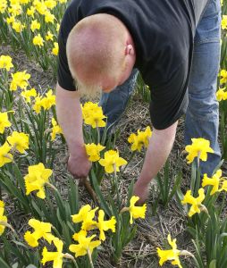 24-04-2006 LANDBOUW: EGMOND A.D.HOEF DE NARCISSEN WORDEN GECONTROLEERD OP VIRUS ZIEKTES. Erik controleerd dagelijks zijn Narcissen op afwijkende kleuren aan het blad en steel waar hij aan kan zien of deze besmet zijn met een virus. Met een speciaal mesje haalt hij de Narcis met bol uit de grond en deze word dan vernietigd. Zijn buurman haalt tegenwoordig de koppen van zijn tulpen af met een machine, dit scheelt ontzettend veel tijd en energie.
foto: Albert den Iseger