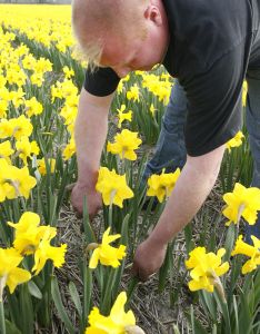 24-04-2006 LANDBOUW: EGMOND A.D.HOEF DE NARCISSEN WORDEN GECONTROLEERD OP VIRUS ZIEKTES. Erik controleerd dagelijks zijn Narcissen op afwijkende kleuren aan het blad en steel waar hij aan kan zien of deze besmet zijn met een virus. Met een speciaal mesje haalt hij de Narcis met bol uit de grond en deze word dan vernietigd. Zijn buurman haalt tegenwoordig de koppen van zijn tulpen af met een machine, dit scheelt ontzettend veel tijd en energie.
foto: Albert den Iseger