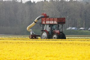 24-04-2006 LANDBOUW: EGMOND A.D.HOEF DE NARCISSEN WORDEN GECONTROLEERD OP VIRUS ZIEKTES. Erik controleerd dagelijks zijn Narcissen op afwijkende kleuren aan het blad en steel waar hij aan kan zien of deze besmet zijn met een virus. Met een speciaal mesje haalt hij de Narcis met bol uit de grond en deze word dan vernietigd. Zijn buurman haalt tegenwoordig de koppen van zijn tulpen af met een machine, dit scheelt ontzettend veel tijd en energie.
foto: Albert den Iseger