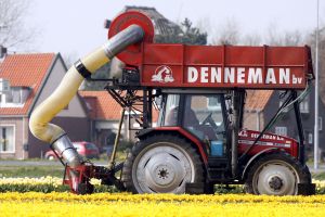 24-04-2006 LANDBOUW: EGMOND A.D.HOEF DE NARCISSEN WORDEN GECONTROLEERD OP VIRUS ZIEKTES. Erik controleerd dagelijks zijn Narcissen op afwijkende kleuren aan het blad en steel waar hij aan kan zien of deze besmet zijn met een virus. Met een speciaal mesje haalt hij de Narcis met bol uit de grond en deze word dan vernietigd. Zijn buurman haalt tegenwoordig de koppen van zijn tulpen af met een machine, dit scheelt ontzettend veel tijd en energie.
foto: Albert den Iseger