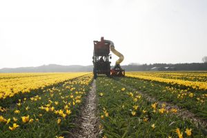 24-04-2006 LANDBOUW: EGMOND A.D.HOEF DE NARCISSEN WORDEN GECONTROLEERD OP VIRUS ZIEKTES. Erik controleerd dagelijks zijn Narcissen op afwijkende kleuren aan het blad en steel waar hij aan kan zien of deze besmet zijn met een virus. Met een speciaal mesje haalt hij de Narcis met bol uit de grond en deze word dan vernietigd. Zijn buurman haalt tegenwoordig de koppen van zijn tulpen af met een machine, dit scheelt ontzettend veel tijd en energie.
foto: Albert den Iseger