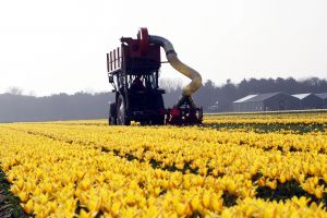 24-04-2006 LANDBOUW: EGMOND A.D.HOEF DE NARCISSEN WORDEN GECONTROLEERD OP VIRUS ZIEKTES. Erik controleerd dagelijks zijn Narcissen op afwijkende kleuren aan het blad en steel waar hij aan kan zien of deze besmet zijn met een virus. Met een speciaal mesje haalt hij de Narcis met bol uit de grond en deze word dan vernietigd. Zijn buurman haalt tegenwoordig de koppen van zijn tulpen af met een machine, dit scheelt ontzettend veel tijd en energie.
foto: Albert den Iseger