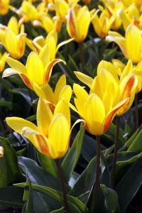 24-04-2006 LANDBOUW: EGMOND A.D.HOEF DE NARCISSEN WORDEN GECONTROLEERD OP VIRUS ZIEKTES. Erik controleerd dagelijks zijn Narcissen op afwijkende kleuren aan het blad en steel waar hij aan kan zien of deze besmet zijn met een virus. Met een speciaal mesje haalt hij de Narcis met bol uit de grond en deze word dan vernietigd. Zijn buurman haalt tegenwoordig de koppen van zijn tulpen af met een machine, dit scheelt ontzettend veel tijd en energie.
foto: Albert den Iseger