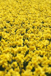 24-04-2006 LANDBOUW: EGMOND A.D.HOEF DE NARCISSEN WORDEN GECONTROLEERD OP VIRUS ZIEKTES. Erik controleerd dagelijks zijn Narcissen op afwijkende kleuren aan het blad en steel waar hij aan kan zien of deze besmet zijn met een virus. Met een speciaal mesje haalt hij de Narcis met bol uit de grond en deze word dan vernietigd. Zijn buurman haalt tegenwoordig de koppen van zijn tulpen af met een machine, dit scheelt ontzettend veel tijd en energie.
foto: Albert den Iseger