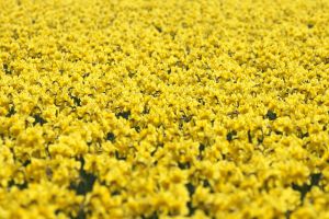24-04-2006 LANDBOUW: EGMOND A.D.HOEF DE NARCISSEN WORDEN GECONTROLEERD OP VIRUS ZIEKTES. Erik controleerd dagelijks zijn Narcissen op afwijkende kleuren aan het blad en steel waar hij aan kan zien of deze besmet zijn met een virus. Met een speciaal mesje haalt hij de Narcis met bol uit de grond en deze word dan vernietigd. Zijn buurman haalt tegenwoordig de koppen van zijn tulpen af met een machine, dit scheelt ontzettend veel tijd en energie.
foto: Albert den Iseger