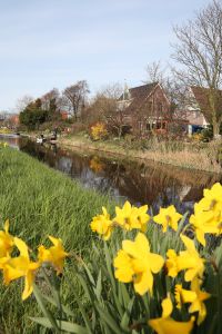 08-04-2009 NIEUWS: BEATRIX HEEFT GEEN TIJD VOOR HONDERD JARIG BESTAAN VAN JULIANADORP. De vlaggen wapperen, het dorp is in feest stemming maar Beatrix belde af voor het aankomende feest. Geen tijd en een over volle agenda. Geen tijd om even naar het jarige Julianadorp af te reizen. Ook Juliana dorp in Suriname,Nieuw Guinea en Curacao  moeten het feestje zonder onze koningin vieren.
foto: Albert den Iseger.