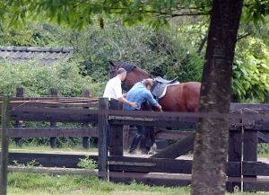 18-07-2003 SHOWBIZZ: ALBERT VERLINDEN KRIJGT RIJLES OP PAARD VAN PARTNER ONNO. Onno geeft Albert zijn eerste rijles op een paard, bij hun thuis in Vught. Vader en Moeder Verlinden kijken toe hoe hun zoon regelmatig van zijn paard valt en de eerste maal er zelfs verkeerd om op ging zitten.Als paparazzo fotograaf moest ik wel verschrikkelijk lachen om dit tafereel te fotograferen, het was zo verschrikkelijk lachwekkend.
foto: Albert den Iseger.