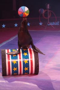 21-12-2007 SHOWBIZZ; SPETTEREND KERSTCIRCUS IN CARRE. Het Kerstcircus 2007 is een eerbetoon aan Gert Jan Droge, de tv ster die als spreekstalmeester in Carre twee jaar geleden zo geweldig op zijn plaats bleek. Circusproducent Henk van der Meijden heeft weer een aantal opmerkelijke acts dit jaar. Vele bekenden waren weer aanwezig oa. Gerard Cox en zijn vrouw, Frits Wester en familie, Belinda Meuldijk en aanhang,Mies Bouwman, Lenie van t Hart, Gerard Joling met vriend Hans Klok, Xandra Brood met kinderen en nog vele anderen.
Foto: Albert den Iseger.