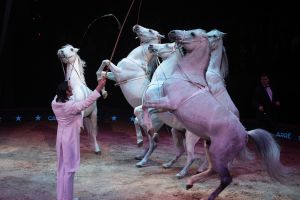 21-12-2007 SHOWBIZZ; SPETTEREND KERSTCIRCUS IN CARRE. Het Kerstcircus 2007 is een eerbetoon aan Gert Jan Droge, de tv ster die als spreekstalmeester in Carre twee jaar geleden zo geweldig op zijn plaats bleek. Circusproducent Henk van der Meijden heeft weer een aantal opmerkelijke acts dit jaar. Vele bekenden waren weer aanwezig oa. Gerard Cox en zijn vrouw, Frits Wester en familie, Belinda Meuldijk en aanhang,Mies Bouwman, Lenie van t Hart, Gerard Joling met vriend Hans Klok, Xandra Brood met kinderen en nog vele anderen.
Foto: Albert den Iseger.