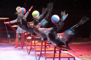 21-12-2007 SHOWBIZZ; SPETTEREND KERSTCIRCUS IN CARRE. Het Kerstcircus 2007 is een eerbetoon aan Gert Jan Droge, de tv ster die als spreekstalmeester in Carre twee jaar geleden zo geweldig op zijn plaats bleek. Circusproducent Henk van der Meijden heeft weer een aantal opmerkelijke acts dit jaar. Vele bekenden waren weer aanwezig oa. Gerard Cox en zijn vrouw, Frits Wester en familie, Belinda Meuldijk en aanhang,Mies Bouwman, Lenie van t Hart, Gerard Joling met vriend Hans Klok, Xandra Brood met kinderen en nog vele anderen.
Foto: Albert den Iseger.