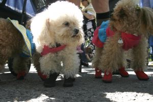 14-05-2006 DAGELIJKS LEVEN; DOGGY DATING IN NEW YORK IS MORE THE A HOT ITEM. In Washington Square Park is het elke dag feest voor de honden van New York.Er zijn daar 2 legale plaatsen waar de baasjes hun honden uit kunnen laten ze heten the dog run the small one voor kleine hondjes en the big one voor de grotere honden.Het is ook een sociale ontmoeting plaats voor allerlei honden liefhebbers.Er is hier een nieuwe rage ontstaan: Doggy dating. Allerlei hondjes komen met hun baasjes nu gekleed in de meest bizarre kleertjes, schoenen,petjes en make up.De gehele dag hoor je de meest opmerkelijke namen van alle populaire haute couture ontwerpers.De honden heten tegenwoordig hier Percy ,Ginchic ,Licorice, Ilah, Coco Chanel, Chivi, Barbie, Loverly enz.Het is echt een parade van allerlei tot over the top aangeklede hondjes die kennis met elkaar maken,snuffelen, likken en af en toe wat blaffen.De baasjes zijn meestal oud acteurs, actrices en sommige zien eruit als porno sterren.Al met al een zeer bonte vertooning en leuk om te zien. Flirten op een zondagmiddag in Washington Square Park is niet allen voor  baasjes maar nu ook voor de hondjes.
foto: Albert den Iseger