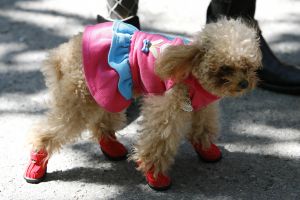 14-05-2006 DAGELIJKS LEVEN; DOGGY DATING IN NEW YORK IS MORE THE A HOT ITEM. In Washington Square Park is het elke dag feest voor de honden van New York.Er zijn daar 2 legale plaatsen waar de baasjes hun honden uit kunnen laten ze heten the dog run the small one voor kleine hondjes en the big one voor de grotere honden.Het is ook een sociale ontmoeting plaats voor allerlei honden liefhebbers.Er is hier een nieuwe rage ontstaan: Doggy dating. Allerlei hondjes komen met hun baasjes nu gekleed in de meest bizarre kleertjes, schoenen,petjes en make up.De gehele dag hoor je de meest opmerkelijke namen van alle populaire haute couture ontwerpers.De honden heten tegenwoordig hier Percy ,Ginchic ,Licorice, Ilah, Coco Chanel, Chivi, Barbie, Loverly enz.Het is echt een parade van allerlei tot over the top aangeklede hondjes die kennis met elkaar maken,snuffelen, likken en af en toe wat blaffen.De baasjes zijn meestal oud acteurs, actrices en sommige zien eruit als porno sterren.Al met al een zeer bonte vertooning en leuk om te zien. Flirten op een zondagmiddag in Washington Square Park is niet allen voor  baasjes maar nu ook voor de hondjes.
foto: Albert den Iseger