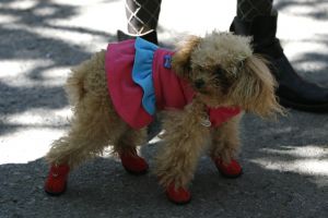 14-05-2006 DAGELIJKS LEVEN; DOGGY DATING IN NEW YORK IS MORE THE A HOT ITEM. In Washington Square Park is het elke dag feest voor de honden van New York.Er zijn daar 2 legale plaatsen waar de baasjes hun honden uit kunnen laten ze heten the dog run the small one voor kleine hondjes en the big one voor de grotere honden.Het is ook een sociale ontmoeting plaats voor allerlei honden liefhebbers.Er is hier een nieuwe rage ontstaan: Doggy dating. Allerlei hondjes komen met hun baasjes nu gekleed in de meest bizarre kleertjes, schoenen,petjes en make up.De gehele dag hoor je de meest opmerkelijke namen van alle populaire haute couture ontwerpers.De honden heten tegenwoordig hier Percy ,Ginchic ,Licorice, Ilah, Coco Chanel, Chivi, Barbie, Loverly enz.Het is echt een parade van allerlei tot over the top aangeklede hondjes die kennis met elkaar maken,snuffelen, likken en af en toe wat blaffen.De baasjes zijn meestal oud acteurs, actrices en sommige zien eruit als porno sterren.Al met al een zeer bonte vertooning en leuk om te zien. Flirten op een zondagmiddag in Washington Square Park is niet allen voor  baasjes maar nu ook voor de hondjes.
foto: Albert den Iseger