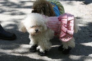 14-05-2006 DAGELIJKS LEVEN; DOGGY DATING IN NEW YORK IS MORE THE A HOT ITEM. In Washington Square Park is het elke dag feest voor de honden van New York.Er zijn daar 2 legale plaatsen waar de baasjes hun honden uit kunnen laten ze heten the dog run the small one voor kleine hondjes en the big one voor de grotere honden.Het is ook een sociale ontmoeting plaats voor allerlei honden liefhebbers.Er is hier een nieuwe rage ontstaan: Doggy dating. Allerlei hondjes komen met hun baasjes nu gekleed in de meest bizarre kleertjes, schoenen,petjes en make up.De gehele dag hoor je de meest opmerkelijke namen van alle populaire haute couture ontwerpers.De honden heten tegenwoordig hier Percy ,Ginchic ,Licorice, Ilah, Coco Chanel, Chivi, Barbie, Loverly enz.Het is echt een parade van allerlei tot over the top aangeklede hondjes die kennis met elkaar maken,snuffelen, likken en af en toe wat blaffen.De baasjes zijn meestal oud acteurs, actrices en sommige zien eruit als porno sterren.Al met al een zeer bonte vertooning en leuk om te zien. Flirten op een zondagmiddag in Washington Square Park is niet allen voor  baasjes maar nu ook voor de hondjes.
foto: Albert den Iseger