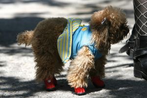 14-05-2006 DAGELIJKS LEVEN; DOGGY DATING IN NEW YORK IS MORE THE A HOT ITEM. In Washington Square Park is het elke dag feest voor de honden van New York.Er zijn daar 2 legale plaatsen waar de baasjes hun honden uit kunnen laten ze heten the dog run the small one voor kleine hondjes en the big one voor de grotere honden.Het is ook een sociale ontmoeting plaats voor allerlei honden liefhebbers.Er is hier een nieuwe rage ontstaan: Doggy dating. Allerlei hondjes komen met hun baasjes nu gekleed in de meest bizarre kleertjes, schoenen,petjes en make up.De gehele dag hoor je de meest opmerkelijke namen van alle populaire haute couture ontwerpers.De honden heten tegenwoordig hier Percy ,Ginchic ,Licorice, Ilah, Coco Chanel, Chivi, Barbie, Loverly enz.Het is echt een parade van allerlei tot over the top aangeklede hondjes die kennis met elkaar maken,snuffelen, likken en af en toe wat blaffen.De baasjes zijn meestal oud acteurs, actrices en sommige zien eruit als porno sterren.Al met al een zeer bonte vertooning en leuk om te zien. Flirten op een zondagmiddag in Washington Square Park is niet allen voor  baasjes maar nu ook voor de hondjes.
foto: Albert den Iseger