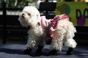 14-05-2006 DAGELIJKS LEVEN; DOGGY DATING IN NEW YORK IS MORE THE A HOT ITEM. In Washington Square Park is het elke dag feest voor de honden van New York.Er zijn daar 2 legale plaatsen waar de baasjes hun honden uit kunnen laten ze heten the dog run the small one voor kleine hondjes en the big one voor de grotere honden.Het is ook een sociale ontmoeting plaats voor allerlei honden liefhebbers.Er is hier een nieuwe rage ontstaan: Doggy dating. Allerlei hondjes komen met hun baasjes nu gekleed in de meest bizarre kleertjes, schoenen,petjes en make up.De gehele dag hoor je de meest opmerkelijke namen van alle populaire haute couture ontwerpers.De honden heten tegenwoordig hier Percy ,Ginchic ,Licorice, Ilah, Coco Chanel, Chivi, Barbie, Loverly enz.Het is echt een parade van allerlei tot over the top aangeklede hondjes die kennis met elkaar maken,snuffelen, likken en af en toe wat blaffen.De baasjes zijn meestal oud acteurs, actrices en sommige zien eruit als porno sterren.Al met al een zeer bonte vertooning en leuk om te zien. Flirten op een zondagmiddag in Washington Square Park is niet allen voor  baasjes maar nu ook voor de hondjes.
foto: Albert den Iseger