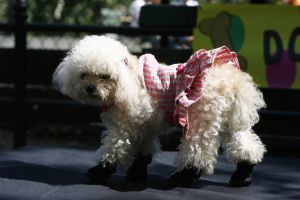 14-05-2006 DAGELIJKS LEVEN; DOGGY DATING IN NEW YORK IS MORE THE A HOT ITEM. In Washington Square Park is het elke dag feest voor de honden van New York.Er zijn daar 2 legale plaatsen waar de baasjes hun honden uit kunnen laten ze heten the dog run the small one voor kleine hondjes en the big one voor de grotere honden.Het is ook een sociale ontmoeting plaats voor allerlei honden liefhebbers.Er is hier een nieuwe rage ontstaan: Doggy dating. Allerlei hondjes komen met hun baasjes nu gekleed in de meest bizarre kleertjes, schoenen,petjes en make up.De gehele dag hoor je de meest opmerkelijke namen van alle populaire haute couture ontwerpers.De honden heten tegenwoordig hier Percy ,Ginchic ,Licorice, Ilah, Coco Chanel, Chivi, Barbie, Loverly enz.Het is echt een parade van allerlei tot over the top aangeklede hondjes die kennis met elkaar maken,snuffelen, likken en af en toe wat blaffen.De baasjes zijn meestal oud acteurs, actrices en sommige zien eruit als porno sterren.Al met al een zeer bonte vertooning en leuk om te zien. Flirten op een zondagmiddag in Washington Square Park is niet allen voor  baasjes maar nu ook voor de hondjes.
foto: Albert den Iseger