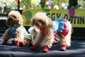 14-05-2006 DAGELIJKS LEVEN; DOGGY DATING IN NEW YORK IS MORE THE A HOT ITEM. In Washington Square Park is het elke dag feest voor de honden van New York.Er zijn daar 2 legale plaatsen waar de baasjes hun honden uit kunnen laten ze heten the dog run the small one voor kleine hondjes en the big one voor de grotere honden.Het is ook een sociale ontmoeting plaats voor allerlei honden liefhebbers.Er is hier een nieuwe rage ontstaan: Doggy dating. Allerlei hondjes komen met hun baasjes nu gekleed in de meest bizarre kleertjes, schoenen,petjes en make up.De gehele dag hoor je de meest opmerkelijke namen van alle populaire haute couture ontwerpers.De honden heten tegenwoordig hier Percy ,Ginchic ,Licorice, Ilah, Coco Chanel, Chivi, Barbie, Loverly enz.Het is echt een parade van allerlei tot over the top aangeklede hondjes die kennis met elkaar maken,snuffelen, likken en af en toe wat blaffen.De baasjes zijn meestal oud acteurs, actrices en sommige zien eruit als porno sterren.Al met al een zeer bonte vertooning en leuk om te zien. Flirten op een zondagmiddag in Washington Square Park is niet allen voor  baasjes maar nu ook voor de hondjes.
foto: Albert den Iseger