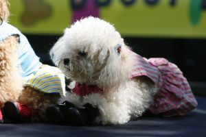 14-05-2006 DAGELIJKS LEVEN; DOGGY DATING IN NEW YORK IS MORE THE A HOT ITEM. In Washington Square Park is het elke dag feest voor de honden van New York.Er zijn daar 2 legale plaatsen waar de baasjes hun honden uit kunnen laten ze heten the dog run the small one voor kleine hondjes en the big one voor de grotere honden.Het is ook een sociale ontmoeting plaats voor allerlei honden liefhebbers.Er is hier een nieuwe rage ontstaan: Doggy dating. Allerlei hondjes komen met hun baasjes nu gekleed in de meest bizarre kleertjes, schoenen,petjes en make up.De gehele dag hoor je de meest opmerkelijke namen van alle populaire haute couture ontwerpers.De honden heten tegenwoordig hier Percy ,Ginchic ,Licorice, Ilah, Coco Chanel, Chivi, Barbie, Loverly enz.Het is echt een parade van allerlei tot over the top aangeklede hondjes die kennis met elkaar maken,snuffelen, likken en af en toe wat blaffen.De baasjes zijn meestal oud acteurs, actrices en sommige zien eruit als porno sterren.Al met al een zeer bonte vertooning en leuk om te zien. Flirten op een zondagmiddag in Washington Square Park is niet allen voor  baasjes maar nu ook voor de hondjes.
foto: Albert den Iseger