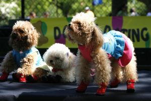 14-05-2006 DAGELIJKS LEVEN; DOGGY DATING IN NEW YORK IS MORE THE A HOT ITEM. In Washington Square Park is het elke dag feest voor de honden van New York.Er zijn daar 2 legale plaatsen waar de baasjes hun honden uit kunnen laten ze heten the dog run the small one voor kleine hondjes en the big one voor de grotere honden.Het is ook een sociale ontmoeting plaats voor allerlei honden liefhebbers.Er is hier een nieuwe rage ontstaan: Doggy dating. Allerlei hondjes komen met hun baasjes nu gekleed in de meest bizarre kleertjes, schoenen,petjes en make up.De gehele dag hoor je de meest opmerkelijke namen van alle populaire haute couture ontwerpers.De honden heten tegenwoordig hier Percy ,Ginchic ,Licorice, Ilah, Coco Chanel, Chivi, Barbie, Loverly enz.Het is echt een parade van allerlei tot over the top aangeklede hondjes die kennis met elkaar maken,snuffelen, likken en af en toe wat blaffen.De baasjes zijn meestal oud acteurs, actrices en sommige zien eruit als porno sterren.Al met al een zeer bonte vertooning en leuk om te zien. Flirten op een zondagmiddag in Washington Square Park is niet allen voor  baasjes maar nu ook voor de hondjes.
foto: Albert den Iseger
