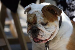 14-05-2006 DAGELIJKS LEVEN; DOGGY DATING IN NEW YORK IS MORE THE A HOT ITEM. In Washington Square Park is het elke dag feest voor de honden van New York.Er zijn daar 2 legale plaatsen waar de baasjes hun honden uit kunnen laten ze heten the dog run the small one voor kleine hondjes en the big one voor de grotere honden.Het is ook een sociale ontmoeting plaats voor allerlei honden liefhebbers.Er is hier een nieuwe rage ontstaan: Doggy dating. Allerlei hondjes komen met hun baasjes nu gekleed in de meest bizarre kleertjes, schoenen,petjes en make up.De gehele dag hoor je de meest opmerkelijke namen van alle populaire haute couture ontwerpers.De honden heten tegenwoordig hier Percy ,Ginchic ,Licorice, Ilah, Coco Chanel, Chivi, Barbie, Loverly enz.Het is echt een parade van allerlei tot over the top aangeklede hondjes die kennis met elkaar maken,snuffelen, likken en af en toe wat blaffen.De baasjes zijn meestal oud acteurs, actrices en sommige zien eruit als porno sterren.Al met al een zeer bonte vertooning en leuk om te zien. Flirten op een zondagmiddag in Washington Square Park is niet allen voor  baasjes maar nu ook voor de hondjes.
foto: Albert den Iseger