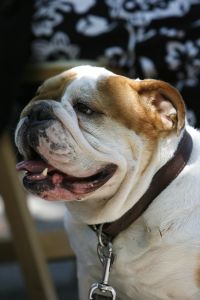 14-05-2006 DAGELIJKS LEVEN; DOGGY DATING IN NEW YORK IS MORE THE A HOT ITEM. In Washington Square Park is het elke dag feest voor de honden van New York.Er zijn daar 2 legale plaatsen waar de baasjes hun honden uit kunnen laten ze heten the dog run the small one voor kleine hondjes en the big one voor de grotere honden.Het is ook een sociale ontmoeting plaats voor allerlei honden liefhebbers.Er is hier een nieuwe rage ontstaan: Doggy dating. Allerlei hondjes komen met hun baasjes nu gekleed in de meest bizarre kleertjes, schoenen,petjes en make up.De gehele dag hoor je de meest opmerkelijke namen van alle populaire haute couture ontwerpers.De honden heten tegenwoordig hier Percy ,Ginchic ,Licorice, Ilah, Coco Chanel, Chivi, Barbie, Loverly enz.Het is echt een parade van allerlei tot over the top aangeklede hondjes die kennis met elkaar maken,snuffelen, likken en af en toe wat blaffen.De baasjes zijn meestal oud acteurs, actrices en sommige zien eruit als porno sterren.Al met al een zeer bonte vertooning en leuk om te zien. Flirten op een zondagmiddag in Washington Square Park is niet allen voor  baasjes maar nu ook voor de hondjes.
foto: Albert den Iseger