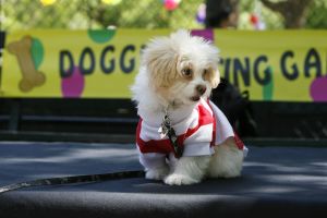 14-05-2006 DAGELIJKS LEVEN; DOGGY DATING IN NEW YORK IS MORE THE A HOT ITEM. In Washington Square Park is het elke dag feest voor de honden van New York.Er zijn daar 2 legale plaatsen waar de baasjes hun honden uit kunnen laten ze heten the dog run the small one voor kleine hondjes en the big one voor de grotere honden.Het is ook een sociale ontmoeting plaats voor allerlei honden liefhebbers.Er is hier een nieuwe rage ontstaan: Doggy dating. Allerlei hondjes komen met hun baasjes nu gekleed in de meest bizarre kleertjes, schoenen,petjes en make up.De gehele dag hoor je de meest opmerkelijke namen van alle populaire haute couture ontwerpers.De honden heten tegenwoordig hier Percy ,Ginchic ,Licorice, Ilah, Coco Chanel, Chivi, Barbie, Loverly enz.Het is echt een parade van allerlei tot over the top aangeklede hondjes die kennis met elkaar maken,snuffelen, likken en af en toe wat blaffen.De baasjes zijn meestal oud acteurs, actrices en sommige zien eruit als porno sterren.Al met al een zeer bonte vertooning en leuk om te zien. Flirten op een zondagmiddag in Washington Square Park is niet allen voor  baasjes maar nu ook voor de hondjes.
foto: Albert den Iseger