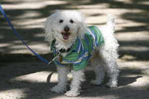 14-05-2006 DAGELIJKS LEVEN; DOGGY DATING IN NEW YORK IS MORE THE A HOT ITEM. In Washington Square Park is het elke dag feest voor de honden van New York.Er zijn daar 2 legale plaatsen waar de baasjes hun honden uit kunnen laten ze heten the dog run the small one voor kleine hondjes en the big one voor de grotere honden.Het is ook een sociale ontmoeting plaats voor allerlei honden liefhebbers.Er is hier een nieuwe rage ontstaan: Doggy dating. Allerlei hondjes komen met hun baasjes nu gekleed in de meest bizarre kleertjes, schoenen,petjes en make up.De gehele dag hoor je de meest opmerkelijke namen van alle populaire haute couture ontwerpers.De honden heten tegenwoordig hier Percy ,Ginchic ,Licorice, Ilah, Coco Chanel, Chivi, Barbie, Loverly enz.Het is echt een parade van allerlei tot over the top aangeklede hondjes die kennis met elkaar maken,snuffelen, likken en af en toe wat blaffen.De baasjes zijn meestal oud acteurs, actrices en sommige zien eruit als porno sterren.Al met al een zeer bonte vertooning en leuk om te zien. Flirten op een zondagmiddag in Washington Square Park is niet allen voor  baasjes maar nu ook voor de hondjes.
foto: Albert den Iseger