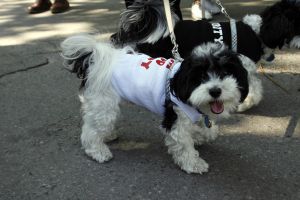 14-05-2006 DAGELIJKS LEVEN; DOGGY DATING IN NEW YORK IS MORE THE A HOT ITEM. In Washington Square Park is het elke dag feest voor de honden van New York.Er zijn daar 2 legale plaatsen waar de baasjes hun honden uit kunnen laten ze heten the dog run the small one voor kleine hondjes en the big one voor de grotere honden.Het is ook een sociale ontmoeting plaats voor allerlei honden liefhebbers.Er is hier een nieuwe rage ontstaan: Doggy dating. Allerlei hondjes komen met hun baasjes nu gekleed in de meest bizarre kleertjes, schoenen,petjes en make up.De gehele dag hoor je de meest opmerkelijke namen van alle populaire haute couture ontwerpers.De honden heten tegenwoordig hier Percy ,Ginchic ,Licorice, Ilah, Coco Chanel, Chivi, Barbie, Loverly enz.Het is echt een parade van allerlei tot over the top aangeklede hondjes die kennis met elkaar maken,snuffelen, likken en af en toe wat blaffen.De baasjes zijn meestal oud acteurs, actrices en sommige zien eruit als porno sterren.Al met al een zeer bonte vertooning en leuk om te zien. Flirten op een zondagmiddag in Washington Square Park is niet allen voor  baasjes maar nu ook voor de hondjes.
foto: Albert den Iseger
