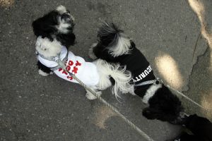 14-05-2006 DAGELIJKS LEVEN; DOGGY DATING IN NEW YORK IS MORE THE A HOT ITEM. In Washington Square Park is het elke dag feest voor de honden van New York.Er zijn daar 2 legale plaatsen waar de baasjes hun honden uit kunnen laten ze heten the dog run the small one voor kleine hondjes en the big one voor de grotere honden.Het is ook een sociale ontmoeting plaats voor allerlei honden liefhebbers.Er is hier een nieuwe rage ontstaan: Doggy dating. Allerlei hondjes komen met hun baasjes nu gekleed in de meest bizarre kleertjes, schoenen,petjes en make up.De gehele dag hoor je de meest opmerkelijke namen van alle populaire haute couture ontwerpers.De honden heten tegenwoordig hier Percy ,Ginchic ,Licorice, Ilah, Coco Chanel, Chivi, Barbie, Loverly enz.Het is echt een parade van allerlei tot over the top aangeklede hondjes die kennis met elkaar maken,snuffelen, likken en af en toe wat blaffen.De baasjes zijn meestal oud acteurs, actrices en sommige zien eruit als porno sterren.Al met al een zeer bonte vertooning en leuk om te zien. Flirten op een zondagmiddag in Washington Square Park is niet allen voor  baasjes maar nu ook voor de hondjes.
foto: Albert den Iseger