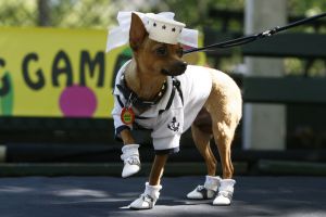 14-05-2006 DAGELIJKS LEVEN; DOGGY DATING IN NEW YORK IS MORE THE A HOT ITEM. In Washington Square Park is het elke dag feest voor de honden van New York.Er zijn daar 2 legale plaatsen waar de baasjes hun honden uit kunnen laten ze heten the dog run the small one voor kleine hondjes en the big one voor de grotere honden.Het is ook een sociale ontmoeting plaats voor allerlei honden liefhebbers.Er is hier een nieuwe rage ontstaan: Doggy dating. Allerlei hondjes komen met hun baasjes nu gekleed in de meest bizarre kleertjes, schoenen,petjes en make up.De gehele dag hoor je de meest opmerkelijke namen van alle populaire haute couture ontwerpers.De honden heten tegenwoordig hier Percy ,Ginchic ,Licorice, Ilah, Coco Chanel, Chivi, Barbie, Loverly enz.Het is echt een parade van allerlei tot over the top aangeklede hondjes die kennis met elkaar maken,snuffelen, likken en af en toe wat blaffen.De baasjes zijn meestal oud acteurs, actrices en sommige zien eruit als porno sterren.Al met al een zeer bonte vertooning en leuk om te zien. Flirten op een zondagmiddag in Washington Square Park is niet allen voor  baasjes maar nu ook voor de hondjes.
foto: Albert den Iseger