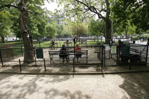 14-05-2006 DAGELIJKS LEVEN; DOGGY DATING IN NEW YORK IS MORE THE A HOT ITEM. In Washington Square Park is het elke dag feest voor de honden van New York.Er zijn daar 2 legale plaatsen waar de baasjes hun honden uit kunnen laten ze heten the dog run the small one voor kleine hondjes en the big one voor de grotere honden.Het is ook een sociale ontmoeting plaats voor allerlei honden liefhebbers.Er is hier een nieuwe rage ontstaan: Doggy dating. Allerlei hondjes komen met hun baasjes nu gekleed in de meest bizarre kleertjes, schoenen,petjes en make up.De gehele dag hoor je de meest opmerkelijke namen van alle populaire haute couture ontwerpers.De honden heten tegenwoordig hier Percy ,Ginchic ,Licorice, Ilah, Coco Chanel, Chivi, Barbie, Loverly enz.Het is echt een parade van allerlei tot over the top aangeklede hondjes die kennis met elkaar maken,snuffelen, likken en af en toe wat blaffen.De baasjes zijn meestal oud acteurs, actrices en sommige zien eruit als porno sterren.Al met al een zeer bonte vertooning en leuk om te zien. Flirten op een zondagmiddag in Washington Square Park is niet allen voor  baasjes maar nu ook voor de hondjes.
foto: Albert den Iseger