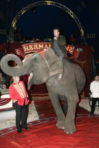 14-10-2005 SHOWBIZZ; BOEKPRESENTATIE VAN SCHRIJVER JAN VRIEND DOOR HENNY HUISMAN. Henny Huisman kwam de circus tent binnen op een olifant, daarna reikt hij de eerste exemplaren uit van het boek UIT HET DAL van schrijver Jan Vriend.Het boek gaat over verhalen van verschillende BNers. Een aantal van hen was ook aanwezig oa Maribelle,Petra Heyboer, Sylvana Simons,Xandra Brood en Marion van der Valk.Het was nog lang gezellig in het circus RENZ te Den Haag.
foto: Albert den Iseger. 
