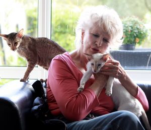 25-10-2012 SHOWBIZZ; ADELE BLOEMENDAAL HAALT NIEUWE VRIENDJES IN HAAR HUIS. Adele Bloemendaal heeft weer 2 nieuwe poesjes in huis gehaalt. Haar vorige 14 jarige Siamees was overleden en het werd tijd voor een nieuw kameraatje. Het werden 2 beeldige broertjes. Prive ging met haar op pad en zorgde voor 2 nieuwe vriendies voor Adele.
foto: Albert den Iseger.