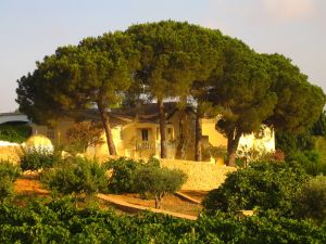 05-09-2005 CLIFF RICHARD HEEFT GIGA WIJNGAARD EN HUIS IN PORTUGAL. Cliff heeft een prachtig huis in Portugal gelegen in een indrukwekkende wijngaard, een van de grootste van het land. Het landgoed geheten QUINTA DO MOINHO is gelegen in het zuiden van Portugal. De oogst gaat elk jaar naar een opkoper die er wijn van maakt.
foto:Albert den Iseger.